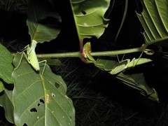 Hierodula quinquepatellata