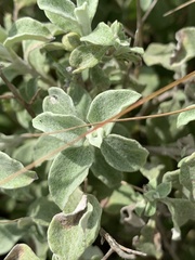 Helichrysum lepidissimum