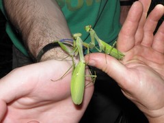 Hierodula quinquepatellata