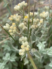 Helichrysum lepidissimum