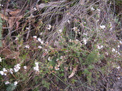 Leucopogon concurvus