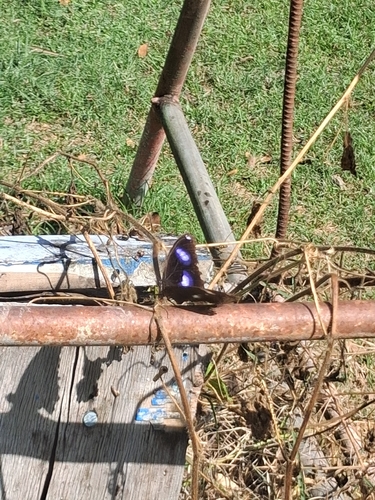 Great Eggfly