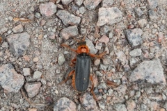 Cantharis annularis