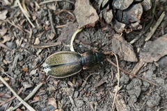 Carabus regalis