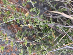 Pearsonia aristata