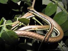 Dendrelaphis pictus