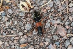 Staphylinus erythropterus