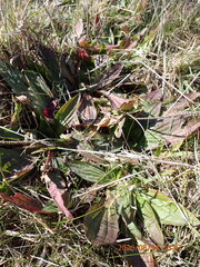 (c) Arnim Littek, some rights reserved (CC BY) Plantago australis, photograph (c) Arnim Littek, some rights reserved (CC BY)