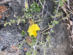 Pearsonia aristata