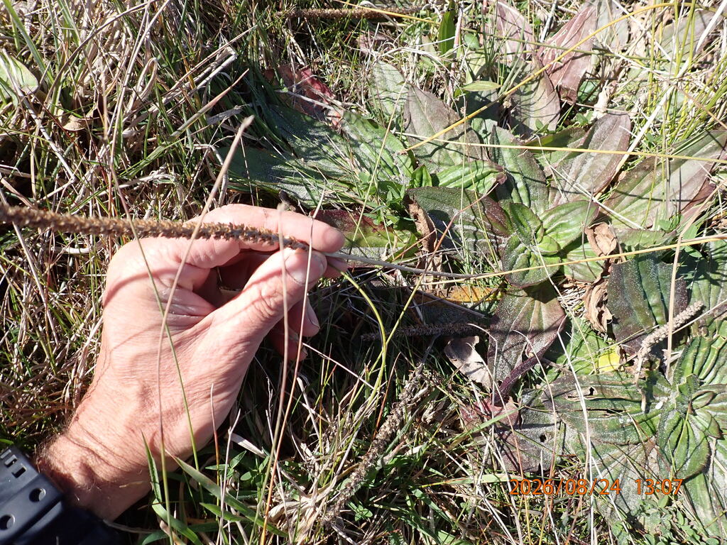 Plantago australis; photograph (c) Arnim Littek, some rights reserved (CC BY)
