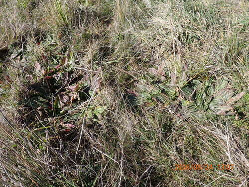 Plantago australis, photograph 6