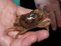 Parathelphusa convexa