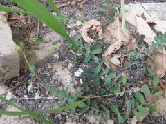 Hypericum tomentosum