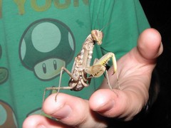 Hierodula patellifera