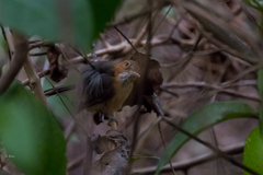 Ramphocaenus melanurus