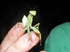 Hierodula patellifera