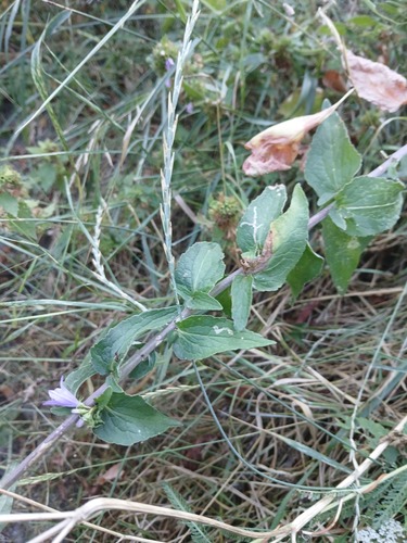 Campanula bononiensis, photograph 2