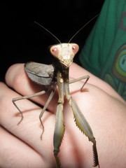 Hierodula patellifera