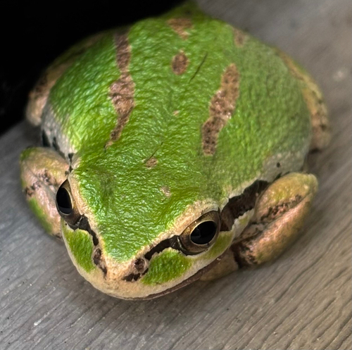 Pacific chorus frog
