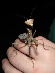 Hierodula patellifera