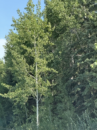 quaking aspen