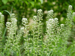 Lepidium campestre
