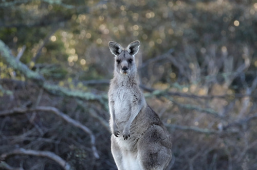 Eastern Grey Kangaroo