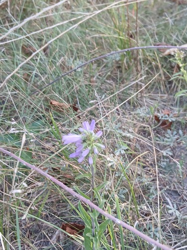 Campanula bononiensis, photograph 1