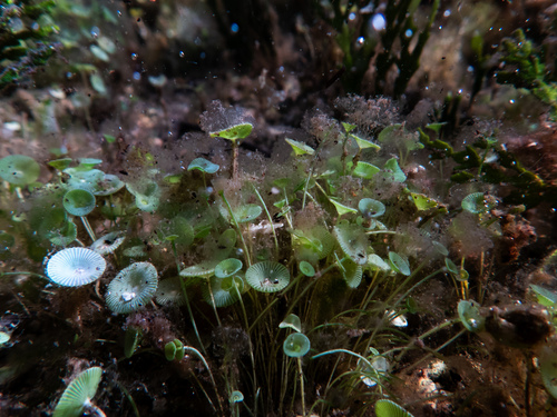 Acetabularia crenulata observed 2026-08-17