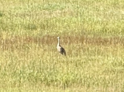 Sandhill Crane