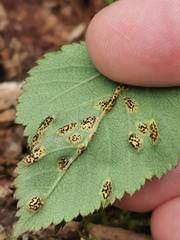 Puccinia aegopodii