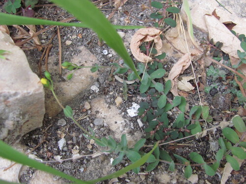 Hypericum tomentosum, photograph 3