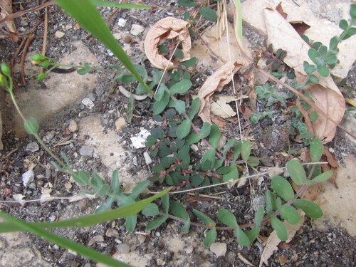 Hypericum tomentosum, photograph 5