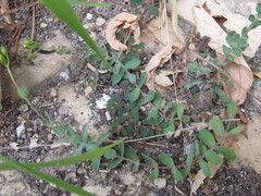Hypericum tomentosum, photograph (c) zebedeugalinha, some rights reserved (CC BY)