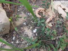 Hypericum tomentosum, photograph (c) zebedeugalinha, some rights reserved (CC BY)