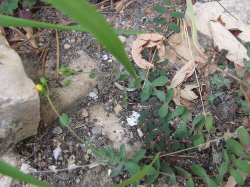 Hypericum tomentosum, photograph 2