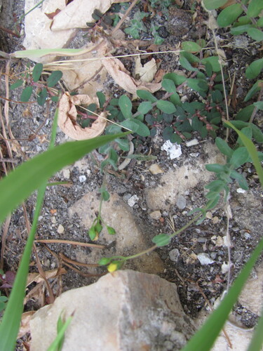 Hypericum tomentosum, photograph 4
