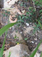 Hypericum tomentosum, photograph (c) zebedeugalinha, some rights reserved (CC BY)