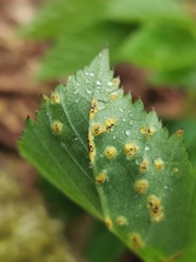 Puccinia aegopodii