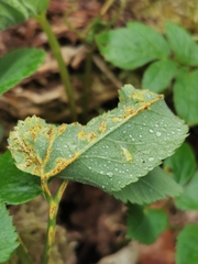 Puccinia aegopodii