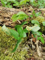 Puccinia aegopodii