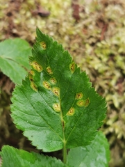 Puccinia aegopodii