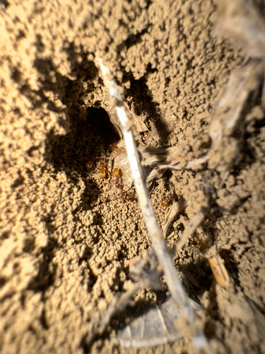 High Noon Ant