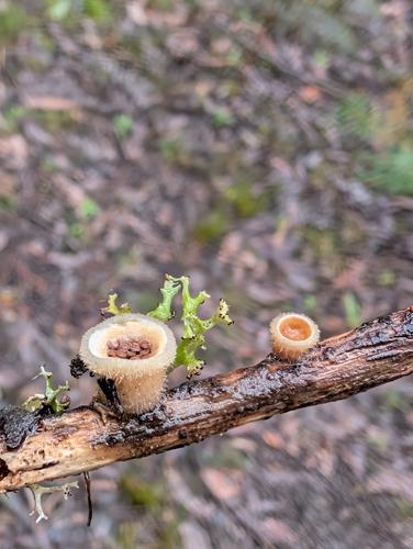 woolly bird's nest fungus