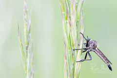 Dysmachus fuscipennis