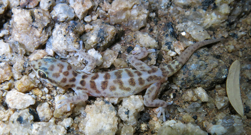 Namaqua Mountain Gecko, Pachydactylus montanus