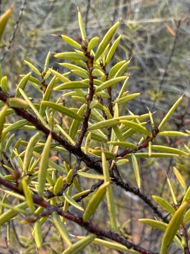 Acacia maitlandii observed 2026-08-25