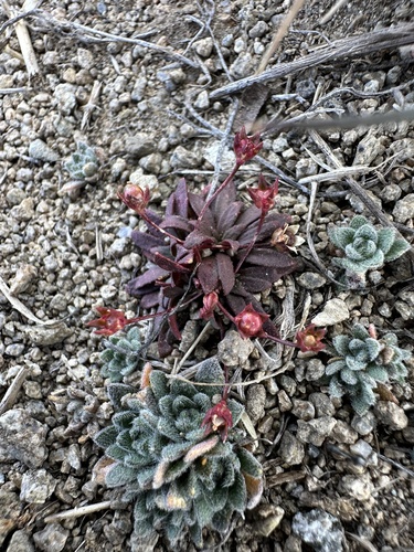 Androsace septentrionalis, 2026-08-19