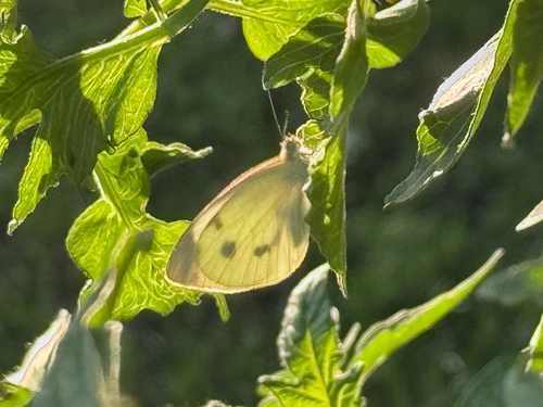 Small White