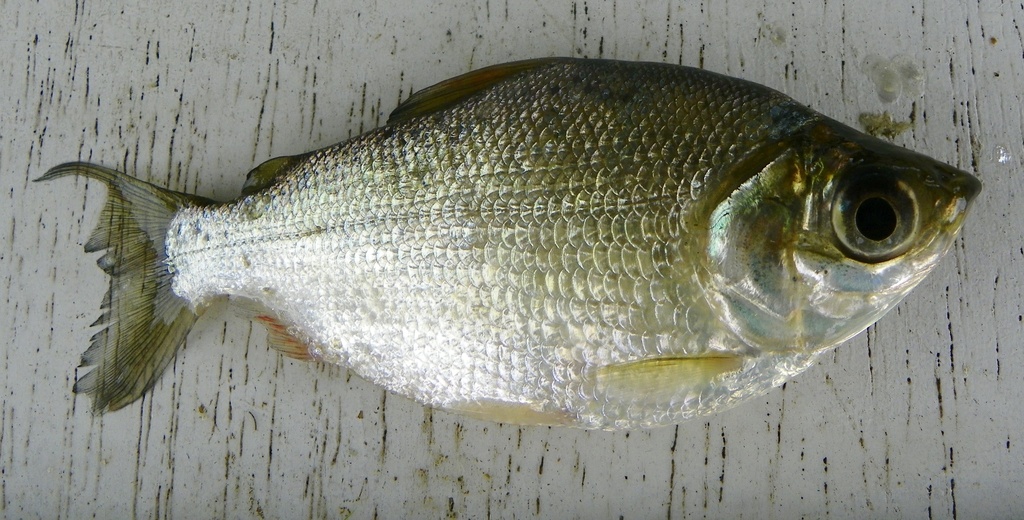 Curimatid (Psectrogaster curviventris) — Curimatidae